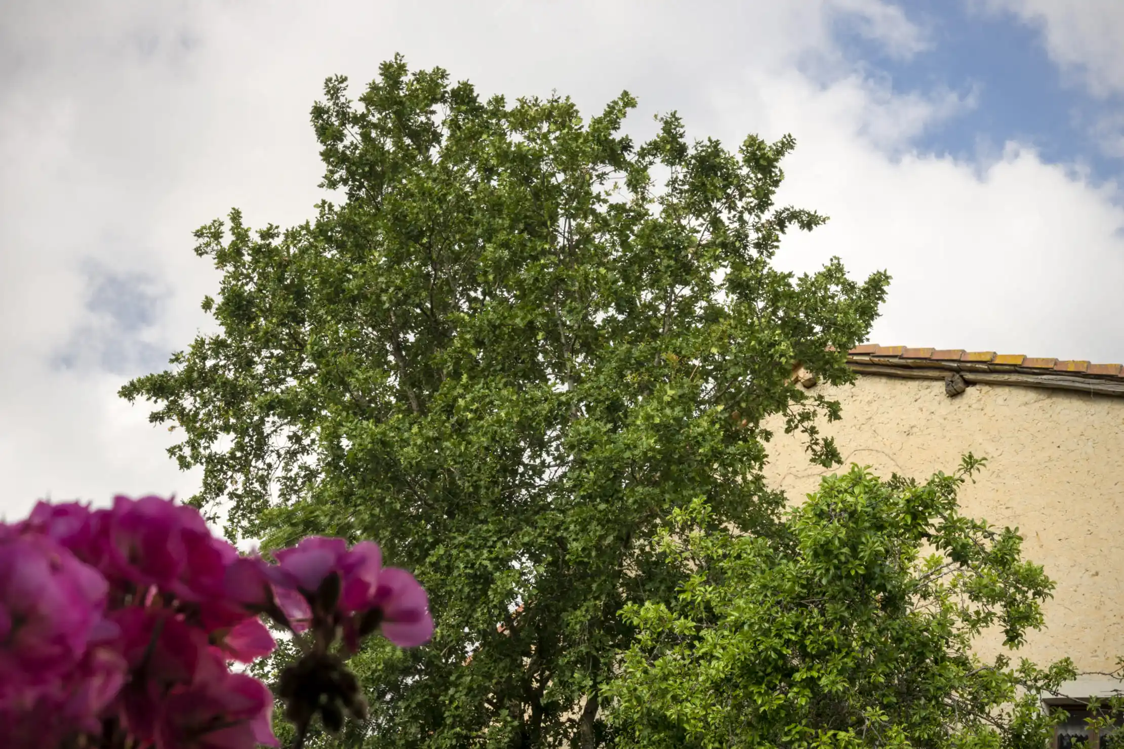 {{ $t('foto_habitacion')}}