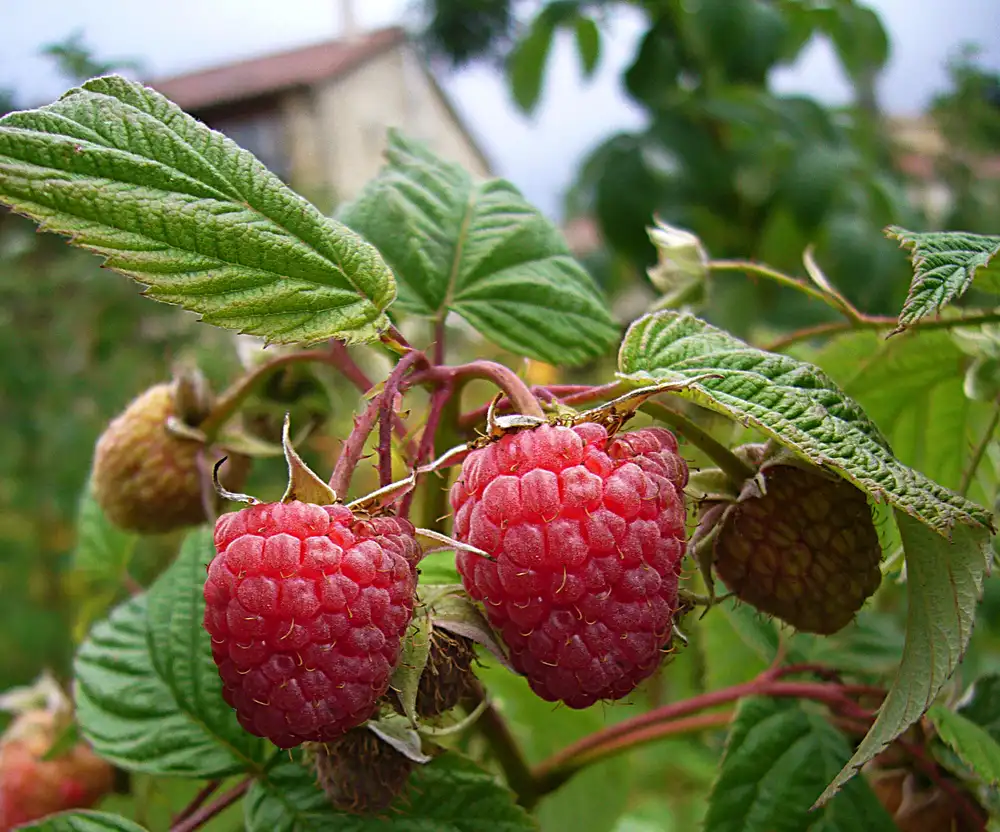 {{ $t('frambuesas')}}